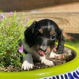 Willow - Piebald female Dachshund puppy in Gentry, Arkansas from Sweet As Pie Doxies