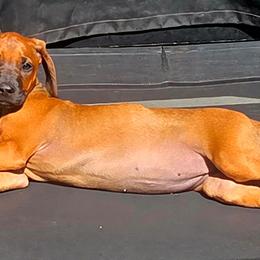 G7 - Rd whtn blk nose female Rhodesian Ridgeback puppy in Chino, California from Desert Star African Lionhounds