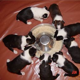 Boston Terrier Puppies from Achates Bostons