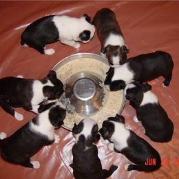 Boston Terrier Puppies from Achates Bostons