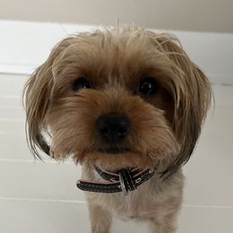 Hazel - Yorkshire Terrier