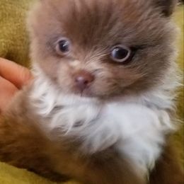 Pomeranian Puppies from Jacqueline's Pomeranians