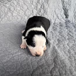 Girl 5 - Black and white female Border Collie puppy in Centerville, Washington from Forthright Farms