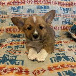 Nibbles - Red male Pembroke Welsh Corgi puppy in Maupin, Oregon from Bailey Nannini