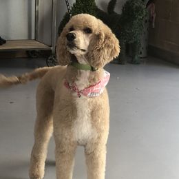 Piper - Poodle