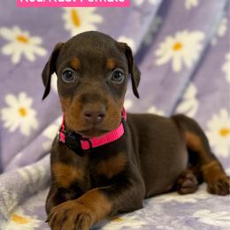 Pink Collar - Red and rust female Doberman Pinscher puppy in Lake City, Florida from Paintedcrazy Doberman Pinchers