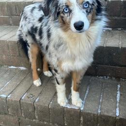 Skye - Toy Australian Shepherd