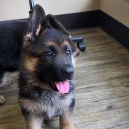 Red (Zuri vom Beau Ideal) - Black and tan female German Shepherd puppy in Snoqualmie, Washington from Beau Ideal German Shepherds