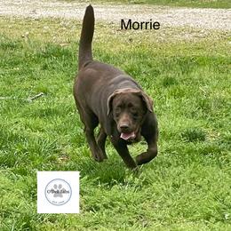Morrie - Labrador Retriever