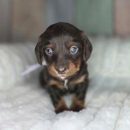 Purple - Chocolate and tan female Dachshund puppy in Salado, Texas from DK's Dream Doxies