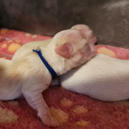 Chewie - Cream and white male Chihuahua puppy in Jacksonville, Florida from Precious Paws of Florida - Chihuahuas