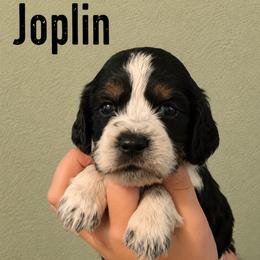 Joplin - Tri-Roan female English Springer Spaniel puppy in Fort White, Florida from Thunderbird Springers