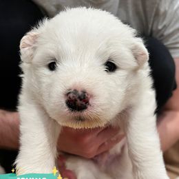 Samoyed Puppies from The Bactos Family