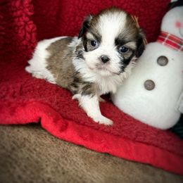Sugar - Sable and white female Shih Tzu puppy in Lake City, Florida from Tiger Valley Shih Tzus