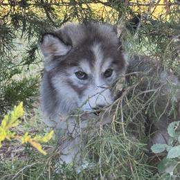 Pomsky and Siberian Husky Puppies from A-Dream Pomsky Kennel