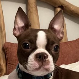 Ruby - Boston Terrier