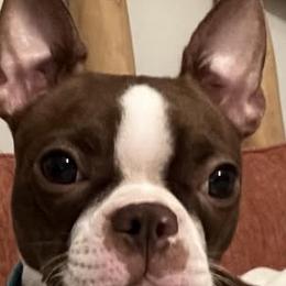 Ruby - Boston Terrier