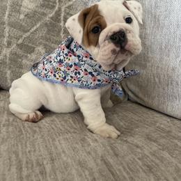 Bulldog and French Bulldog Puppies from The Georgia Bully Bunch