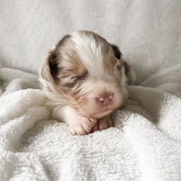 Australian Shepherd Puppies from Burdock Hill Australian Shepherds