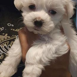 Black 'Bart' - White male Maltese puppy in Phoenix, Arizona from Emotional Amor Support