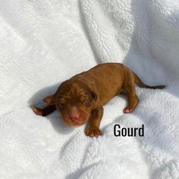 Gourd - Sable male Aussiedoodle puppy in Ellenburg Center, New York from Kristin's Puppies
