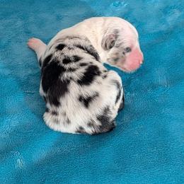 Dallas - Blue merle female Miniature Australian Shepherd puppy in Lufkin, Texas from Texas Lil Cowdogs