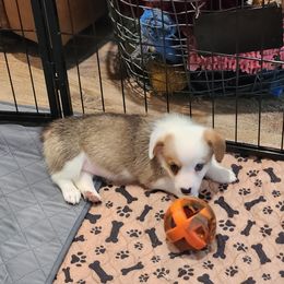 Pembroke Welsh Corgi Puppies from Lindsey's Lovely Little Corgis