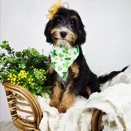 Oakley - female Australian Mountain Doodle puppy in Grand Rapids, Michigan from The Kindred K9