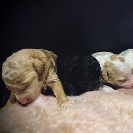 Poodle Puppies from Reuter Clan Poodles