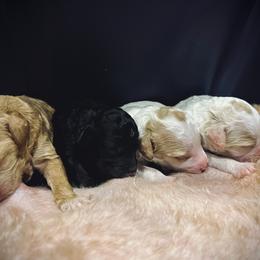 Poodle Puppies from Reuter Clan Poodles