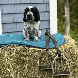 Zorah - Black and white female English Springer Spaniel puppy in Barnstead, New Hampshire from C & S Farms