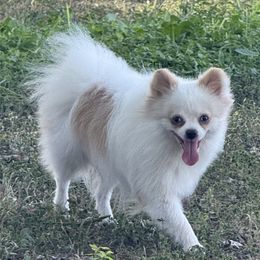 Yeti - Pomeranian