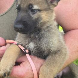 Tbd - Sable female German Shepherd puppy in Oconomowoc, Wisconsin from Vom Haus Borchardt GSD Kennels