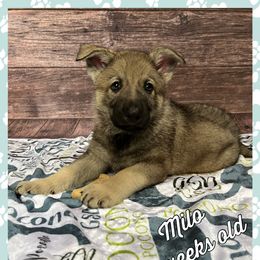 German Shepherd Puppies from Pocono GSD