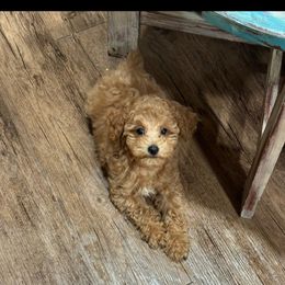 Poodles and Sheepadoodles from C & C doodles and poodles