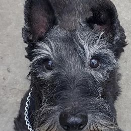 Scottish Terriers from Rudy’s Scottish Terrier