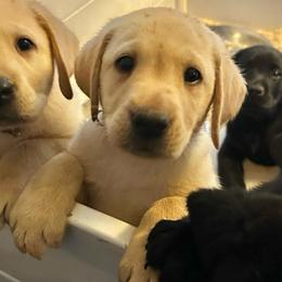 Diamond - Yellow male Labrador Retriever puppy in Rock Hill, South Carolina from North Star Retrievers