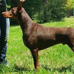 Doberman Pinschers from Draggin Dobermans & Great Danes
