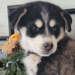 Luvbug - Pomsky puppy from Big Sky Pomskies