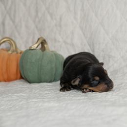 James Taylor - Black tri-color male Australian Shepherd puppy in Bristol, New Hampshire from NewFound Lake Aussies