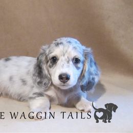 Dachshund Puppies from Doxie Waggin Tails