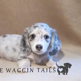 Dachshund Puppies from Doxie Waggin Tails