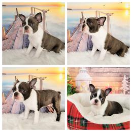 Aspen - Brindle and white male Boston Terrier puppy in Spartanburg, South Carolina from Our Gang Bostons