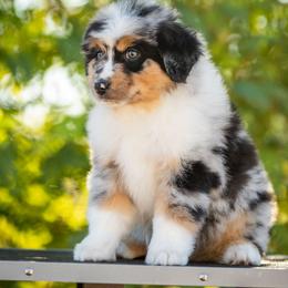 Jack - Blue merle male Miniature American Shepherd puppy in Tonopah, Arizona from King's Miniature American Shepherds