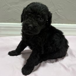 Black girl - Black female Poodle puppy in Williston, Florida from JD French Bulldogs, Mini Poodles, and Border Collies