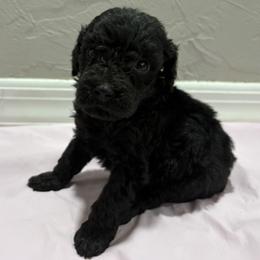 Black girl - Black female Poodle puppy in Williston, Florida from JD French Bulldogs, Mini Poodles, and Border Collies