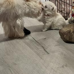 Maltese, Morkie, and Yorkshire Terrier Puppies from Mountain Top Hot Tailz