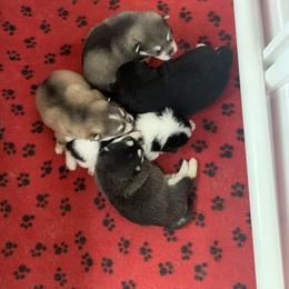 Pomsky Puppies from My Half Pint Pups
