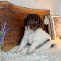 Aslan - White and red male Bordoodle puppy in Valley Center, California from Circle R Valley Bordoodls