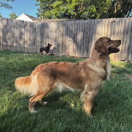 Golden Retriever All Grown Up from Hidden Groves Goldens